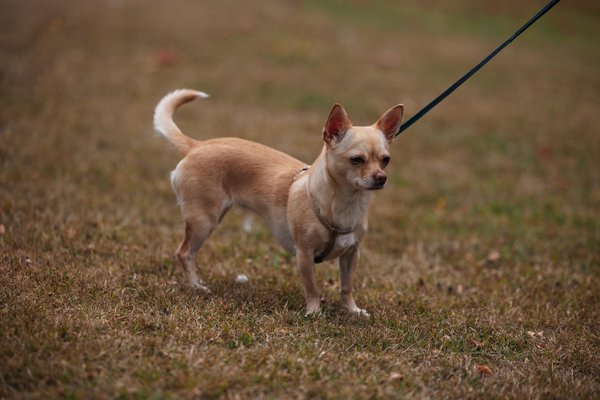 Unleashing mental fortitude: the surprising effects of long-distance running on psychological resilience